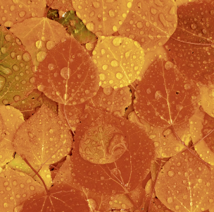 Duni PD Tissue Napkins 20 Stück - Rainy Leaves (33 x 33 cm)