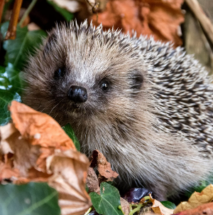 Duni PD Tissue Napkins 20 Stück - Autumn Hedgehog (33 x 33 cm)